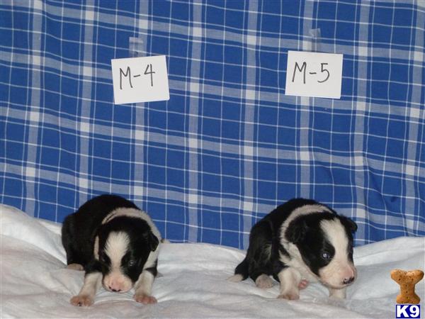 SiennaPups Picture 3